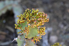 Euphorbia caerulescens