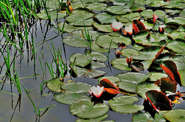 Powerscourt Gardens