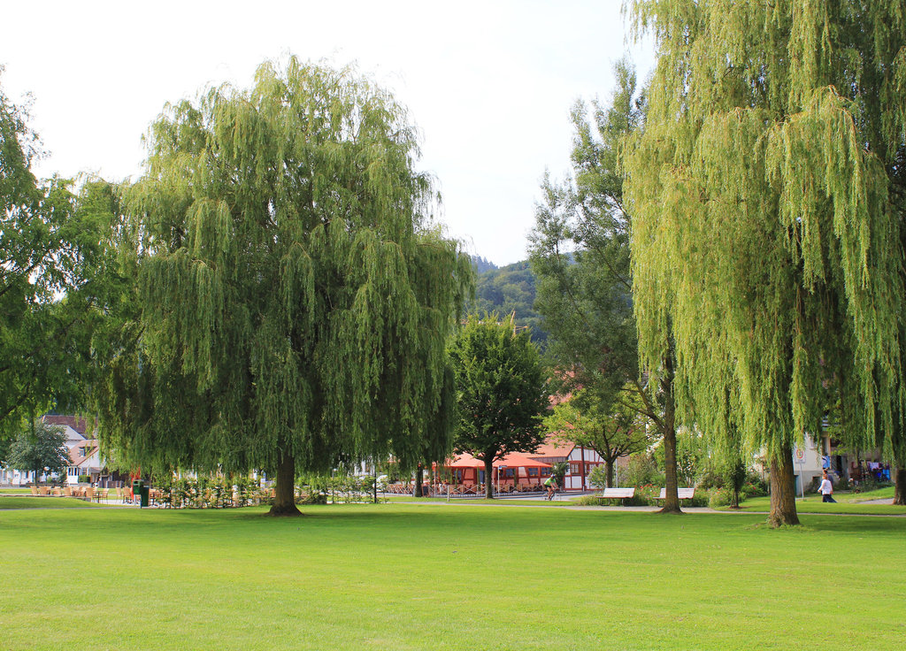 Trauerweiden