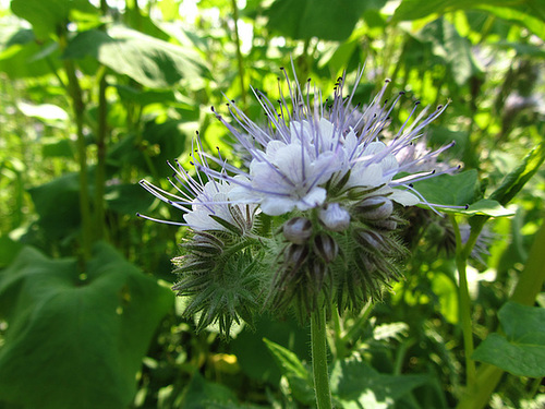 Blüten am Wegesrand