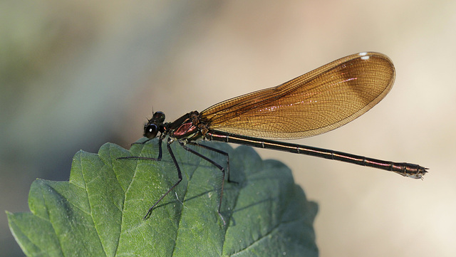 Calopteryx