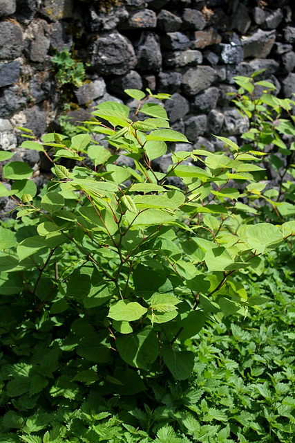 Renouée (3)