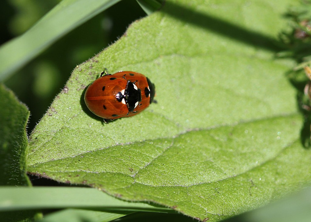 Coccinelles appliquées