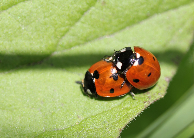 Coccinelles appliquées 4