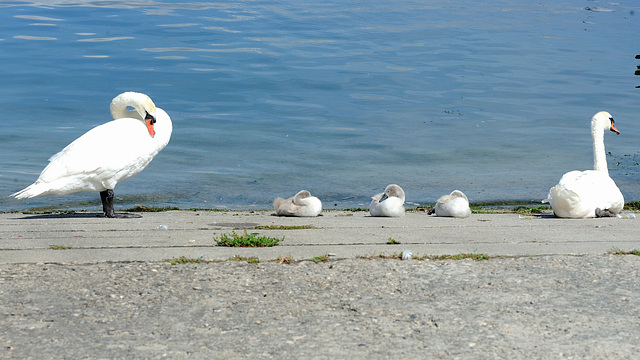 Le repos matinal...