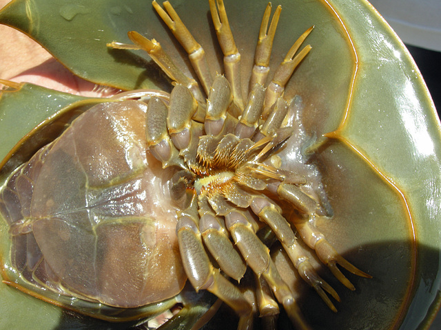 Horseshoe Crab