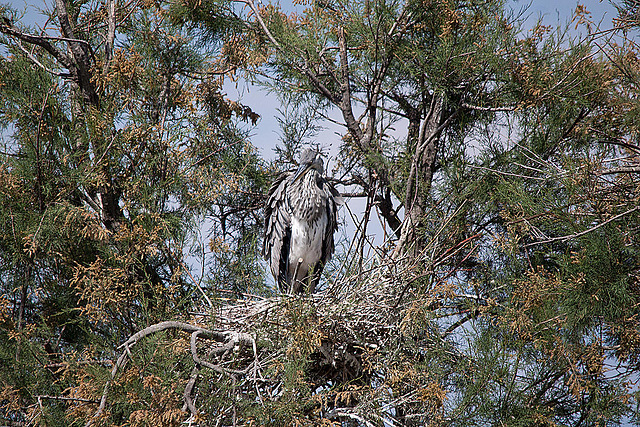 20110530 4587RTw [F] Graureiher, Parc Ornithologique, Camargue