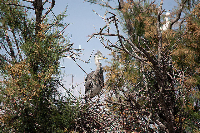 20110530 4585RTfw Graureiher [Camargue]