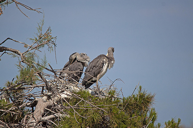 20110530 4583RTfw Graureiher [Camargue]