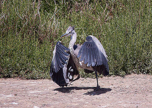 20110530 4579RTfw Graureiher [Camargue]