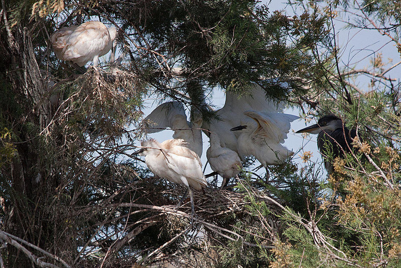 20110530 4574RTw [F] Graureiher, Seidenreiher, Kuhreiher, Parc Ornithologique, Camargue