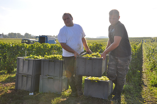 VENDANGES EN CHAMPAGNE