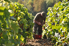 VENDANGES EN CHAMPAGNE