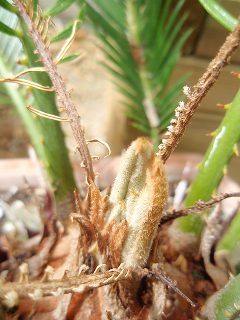 cycas révoluta P6192137