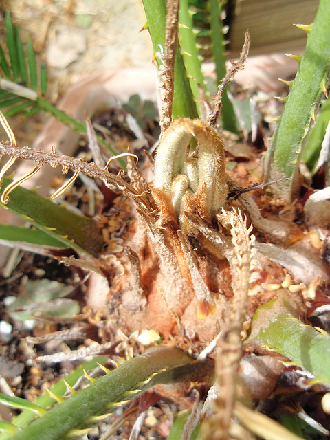 cycas révoluta P6192138