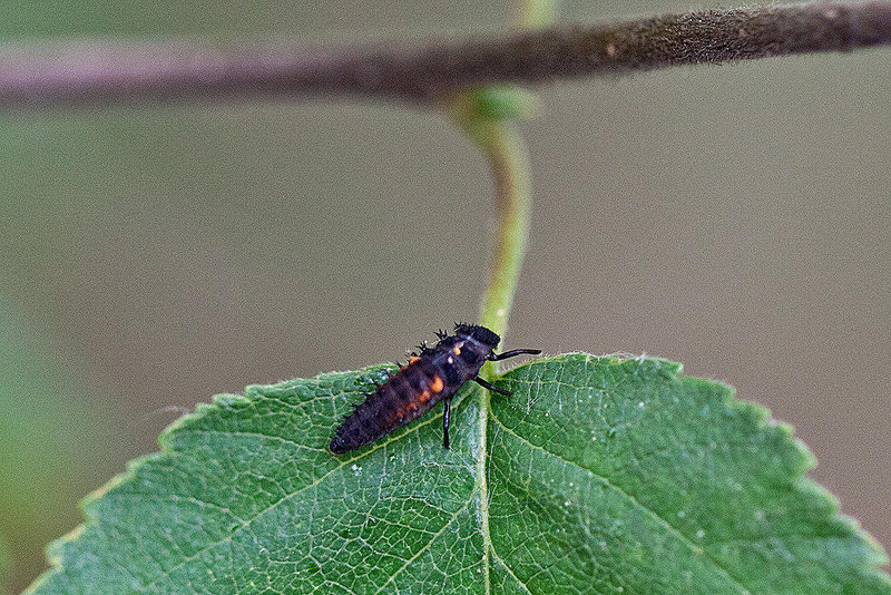 20110519 3217RMw [D~MI] Marienkäfer-Larve