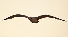 20110529 4081RAw [F] Mittelmeermöwe (Larus michahellis), Le Grau du Roi, Camargue