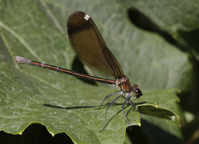 Calopteryx