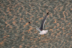 20110529 4074RAw [F] Silbermöwe [Le Grau du Roi], Camargue