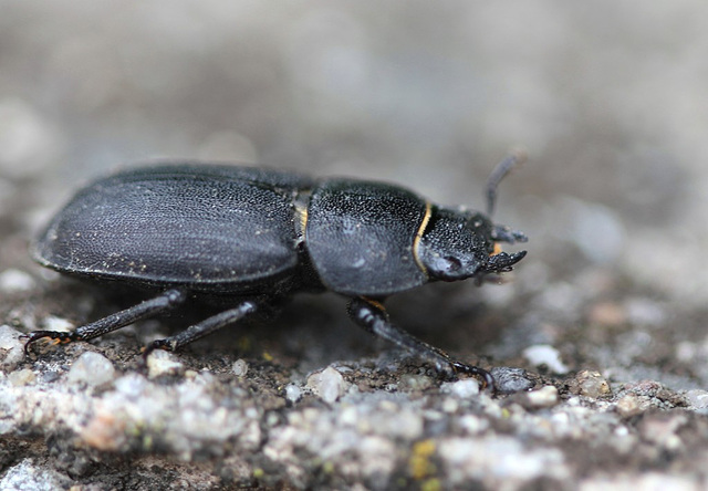 Dorcus