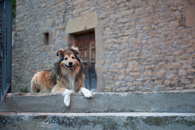 El Perro Pinto