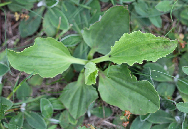 Plantago major