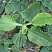 Plantago major