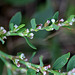 Polygonum aviculare