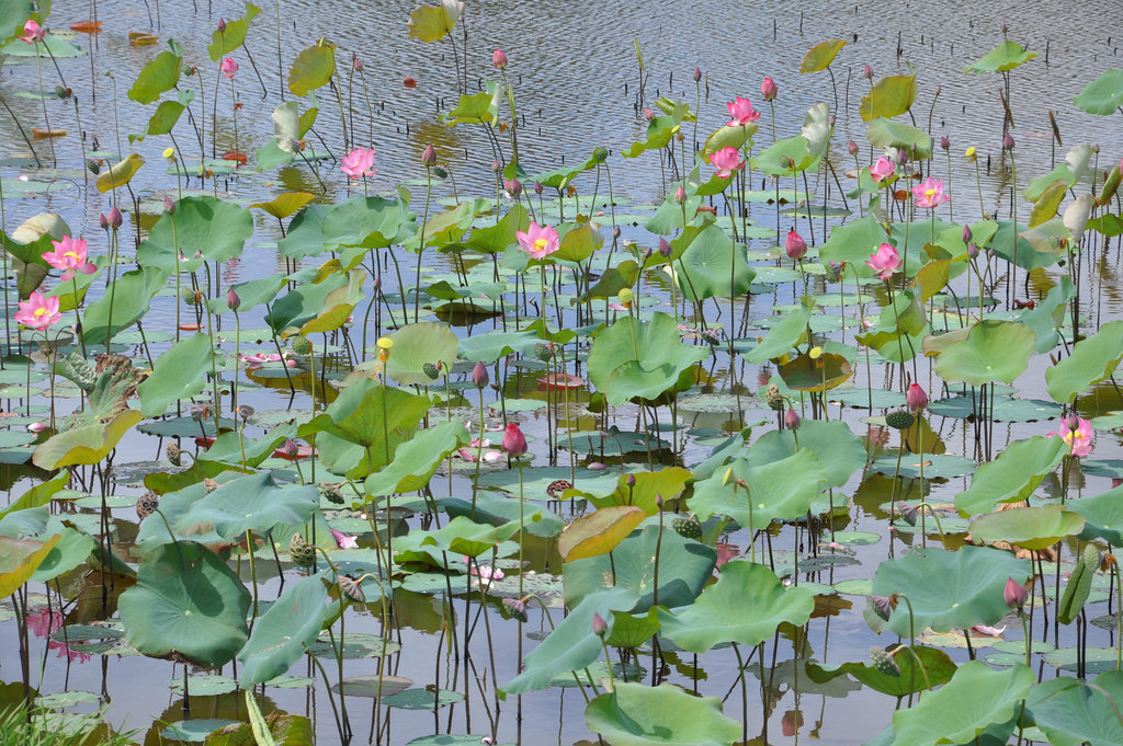 LOTUS VIETNAM