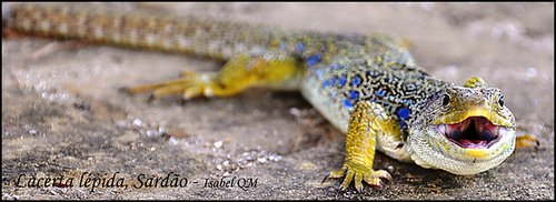 Lacerta lepida - sardão