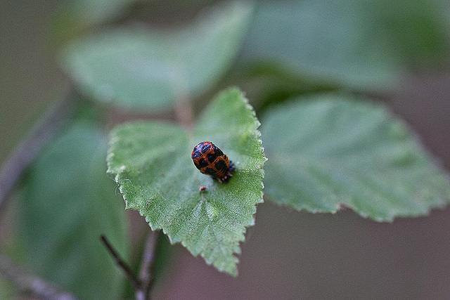 20110519 3157RMw [D~MI] Marienkäfer-Puppe