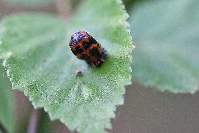 20110519 3156RMw [D~MI] Marienkäfer-Puppe