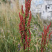 Rumex