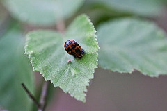 20110519 3155RMw [D~MI] Marienkäfer-Puppe