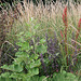 Bardane , ballote et rumex