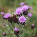 Cirsium arvensis