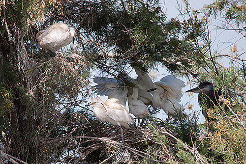 20110530 4573RTw [F] Graureiher (Ardea cinerea), Seidenreiher, Kuhreiher, Parc Ornithologique, Camargue