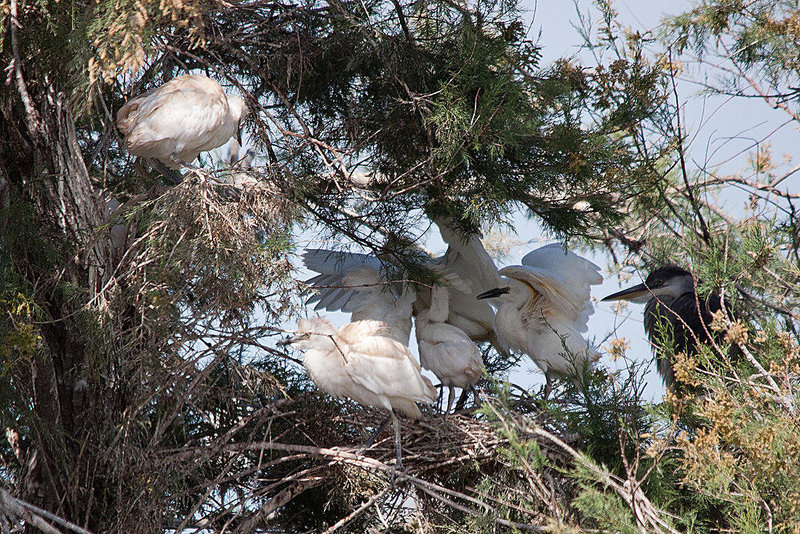 20110530 4573RTw [F] Graureiher (Ardea cinerea), Seidenreiher, Kuhreiher, Parc Ornithologique, Camargue