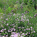 friche à Cirses et Coronilles