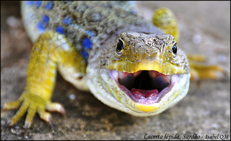 Lacerta lepida - sardão