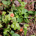 Anagallis arvensis