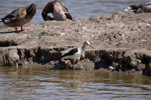 20110530 4568RTw [F] Stelzenläufer, Stockente, Parc Ornithologique, [Camargue]