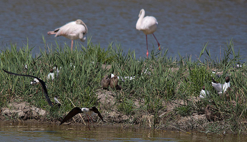 20110530 4567RTw [F] Stelzenläufer (Himantopus himantopus), Lachmöwe (Chroicocephalus ridibundus) Nachwuchs, Rosaflamingo (Phoenicopterus roseus), [Camargue]