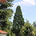 Jardin Lecocq- un des Séquoias