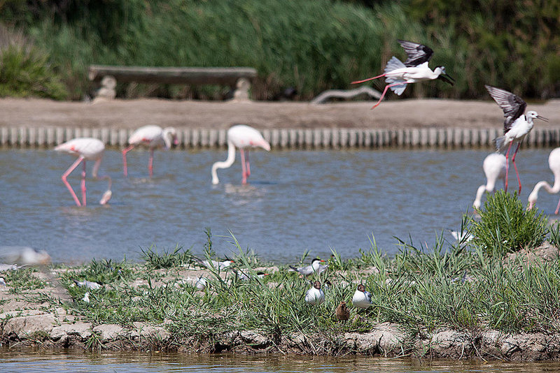 20110530 4564RTw [F] Lachmöwe (Chroicocephalus ridibundus) mit Nachwuchs, Stelzenläufer (Himantopus himantopus), Rosaflamingo (Phoenicopterus roseus), [Camargue]