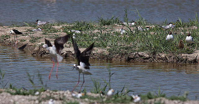 20110530 4553RTw [F] Lachmöwe (Chroicocephalus ridibundus) Nachuchs, Stelzenläufer, Flussseeschwalbe, Parc Ornithologique, Camargue