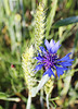 Kornblume