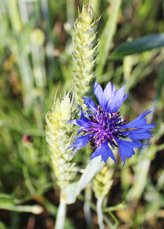 Kornblume