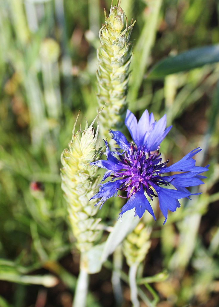 Kornblume