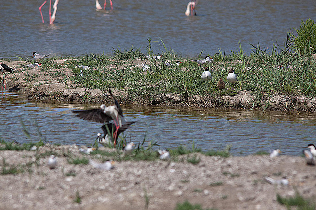 20110530 4552RTw [F] Lachmöwe (Chroicocephalus ridibundus) mit Nachwuchs, Parc Ornithologique, Camargue